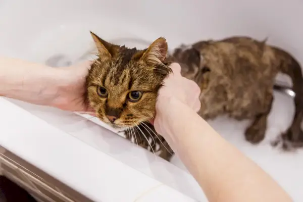 Pranje mačke u kupaonici, prikaz osnovnog postupka njegovanja za održavanje čiste i zdrave mačke.