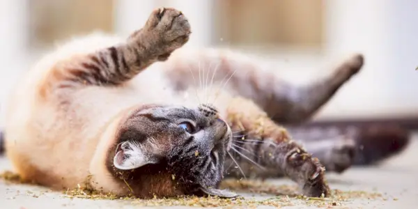 Gatti che si rotolano nella terra, abbracciando la loro naturale inclinazione alla strigliatura e alla marcatura dei comportamenti.