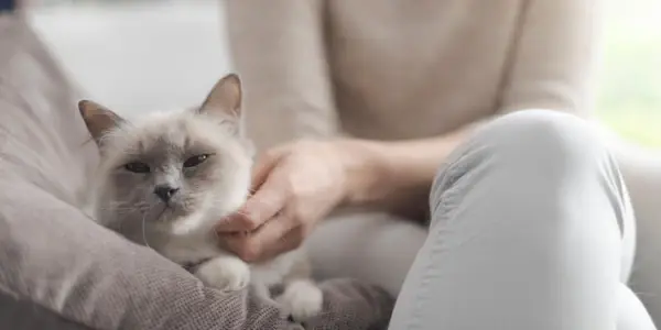 Moja mačka me ne voli: 5 razloga zašto i kako to riješiti