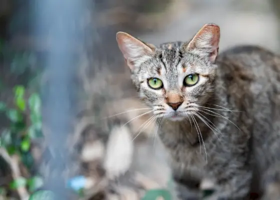 Laukinė tabby katė savo natūralioje buveinėje. Vaizde užfiksuota laukinės ar neprijaukintos katės, prisitaikančios prie gyvenimo lauke, esmė.