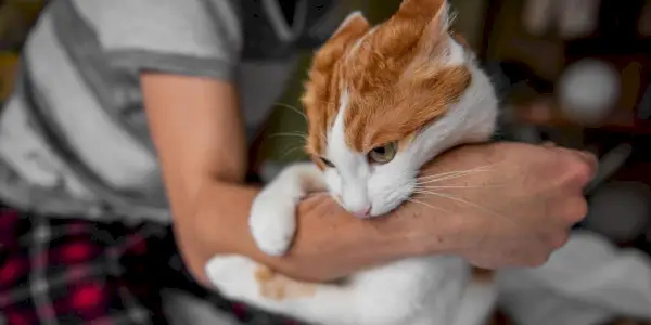 Billede, der portrætterer en kat-menneske-interaktion, der ligner et legende slagsmål.