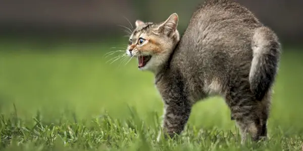 Een afbeelding van een kat die zijn rug kromt.