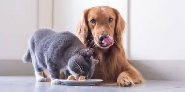 Diez formas de mantener a los perros alejados de la comida para gatos