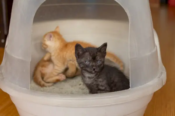 gatitos en su caja de arena