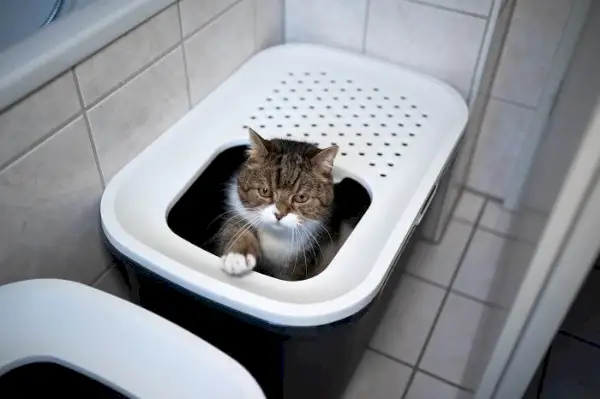 Katze in ihrer Katzentoilette.