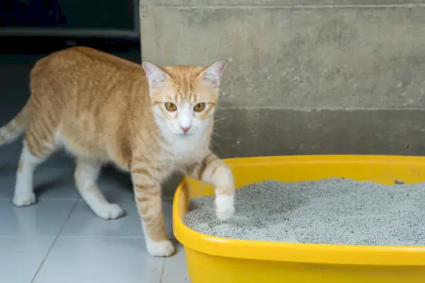 Katze mit Katzentoilette