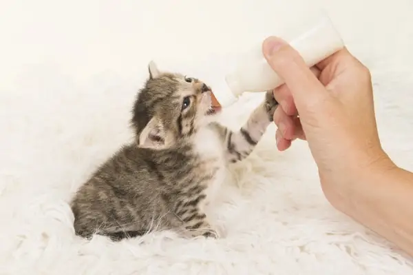 Destete natural vs. Destetar a un gatito alimentado con biberón