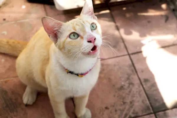 Momento espressivo catturato mentre un gatto miagola