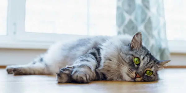 Gato Maine Coon com cativantes olhos verdes descansando em um piso de parquet de madeira.