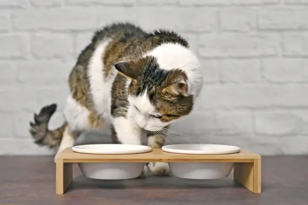 Les chats couvrent la nourriture : un joli chat tigré qui a l'air curieux devant un double bol de nourriture, exprimant son intérêt pour l'heure des repas