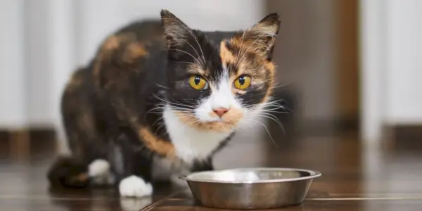 Søt brun katt som spiser fra metallskål hjemme