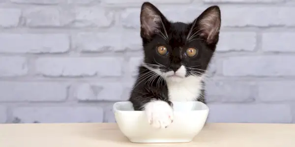 Los gatos cubren su comida: el gatito Tuxedo cubre su plato de comida con su pata, mostrando un comportamiento juguetón e ingenioso