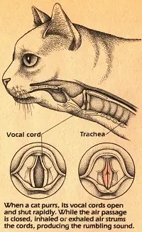 ronroneo de gato