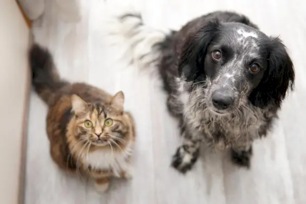 Perro y gato se sientan en el suelo.