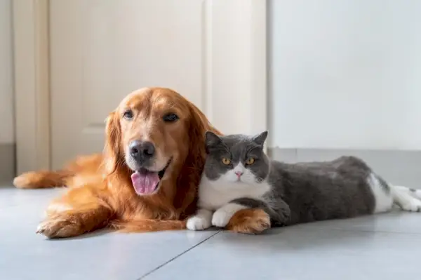 Golden Retriever ve British Shorthair iyi anlaşıyor