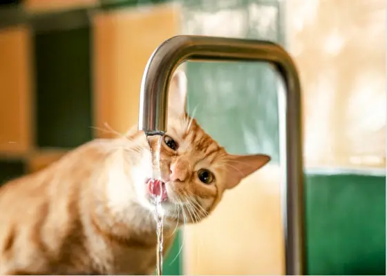 Katze trinkt Wasser aus dem Wasserhahn