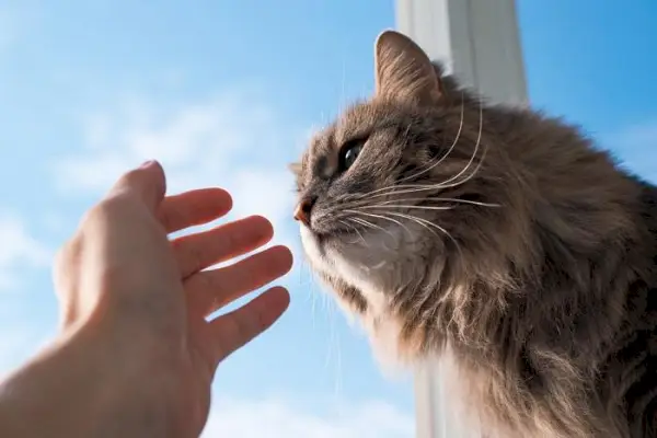 Uma imagem que captura uma interação terna entre um gato e uma mão humana.