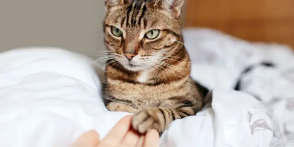 Žena sdílející láskyplné chvíle se skupinou koček. Obrázek zachycuje spojení mezi ženou a kočičími společníky, když se jich dotýká a interaguje s nimi.