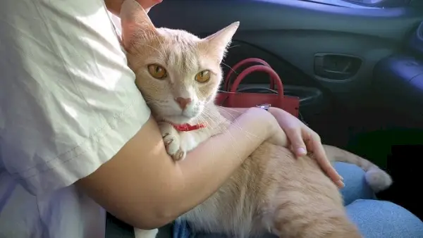 Gato passeando de carro