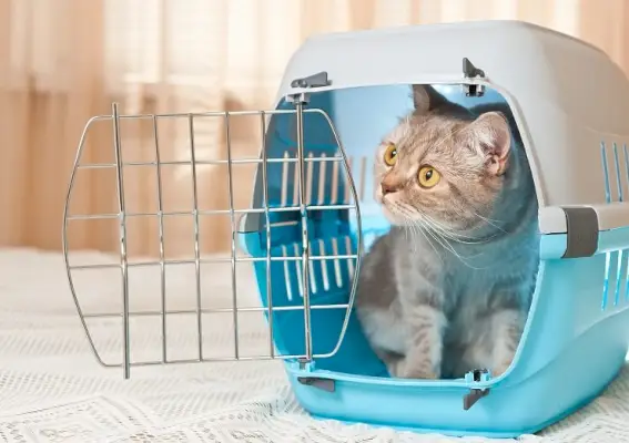 Boîte de transport pour chat