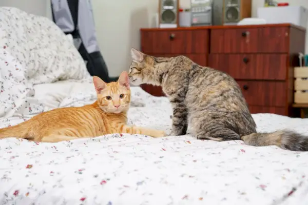 다른 고양이 냄새를 맡은 고양이