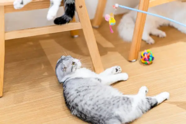 gato brincando com brinquedos