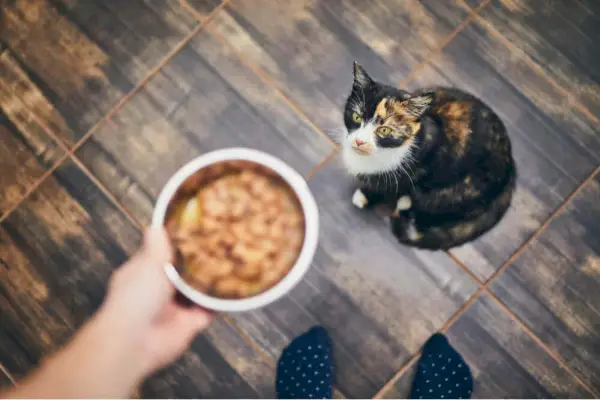 perché il mio gatto non mangia l'immagine in primo piano