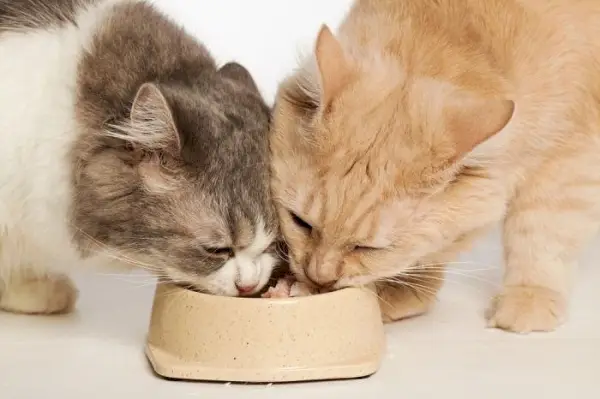 Dois gatos compartilhando uma tigela de comida.