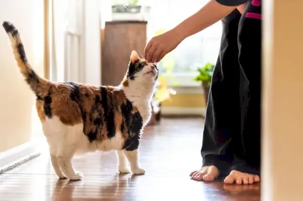 Dare dolcetti a un gatto.