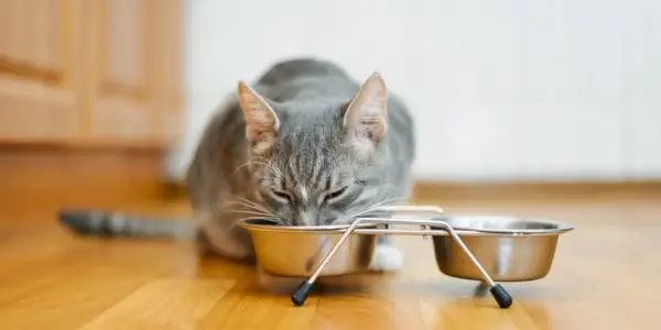 Gato comendo comida.