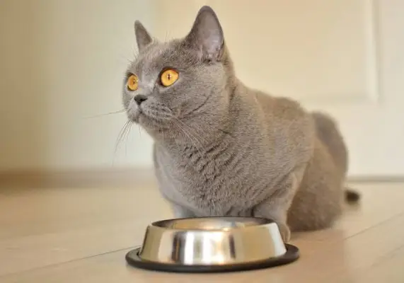 Gato comiendo de su plato de comida.