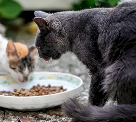 Competição de comida para vários gatos.