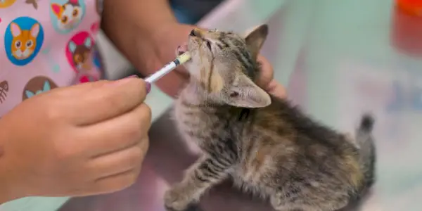 Desparasitación de gatos.