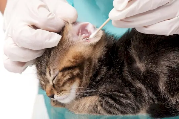 Afbeelding van een persoon die zachtjes een kat schoonmaakt