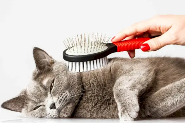 Gato relajado siendo cepillado para prevenir bolas de pelo