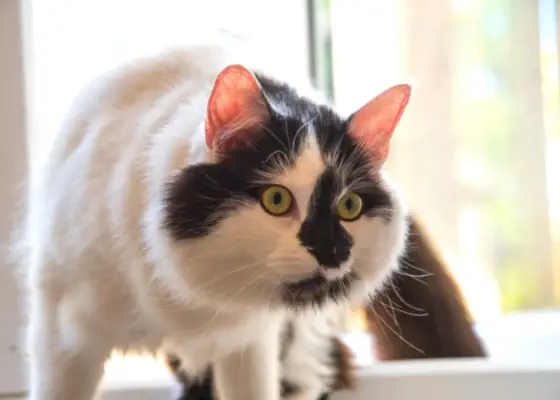 Gato mirando con curiosidad o extrañeza.