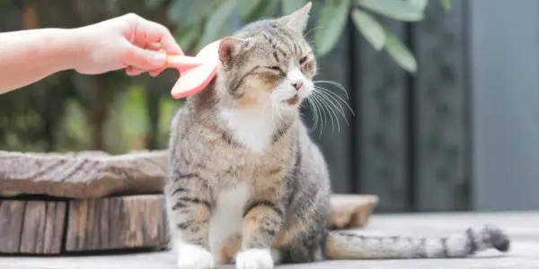 Gato siendo arreglado con un peine