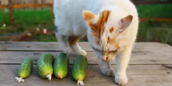 gato cheirando pepino