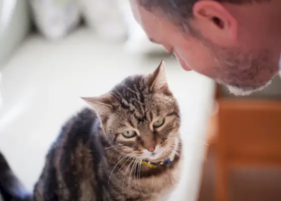 Immagine di un uomo che condivide un momento tenero e affettuoso con il suo gatto, a dimostrazione del legame gentile e amorevole che hanno formato.