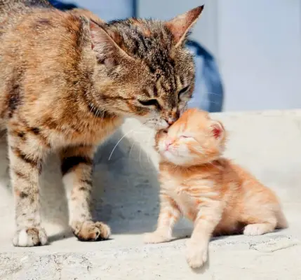 Gato adulto lamiendo un gatito