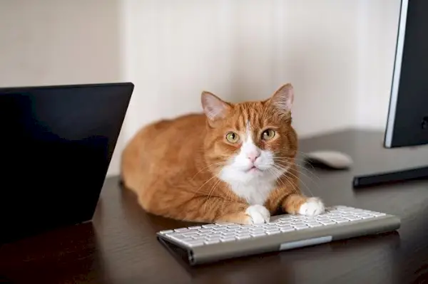 Kattenysgerrighed udstillet, når en kat selvsikkert indtager en klynge af computertastaturer.