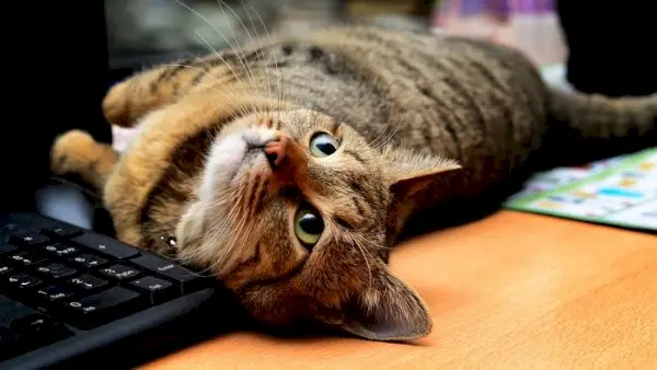 Un gato juguetón inmerso en una jungla de teclados de computadora, lo que enfatiza aún más su afinidad por los lugares de descanso poco convencionales.