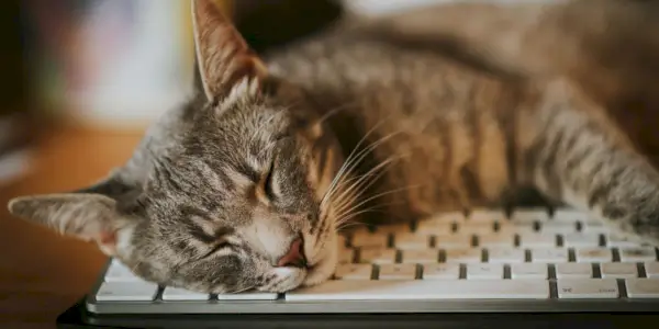 Divertida escena protagonizada por un gato travieso acurrucado entre teclados de ordenador.