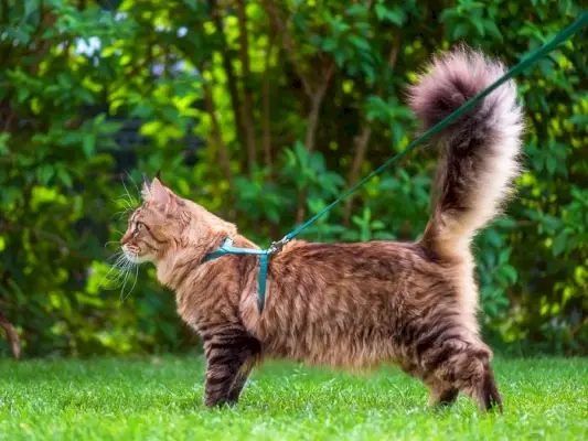 Fekete cirmos Maine Coon macska pórázzal