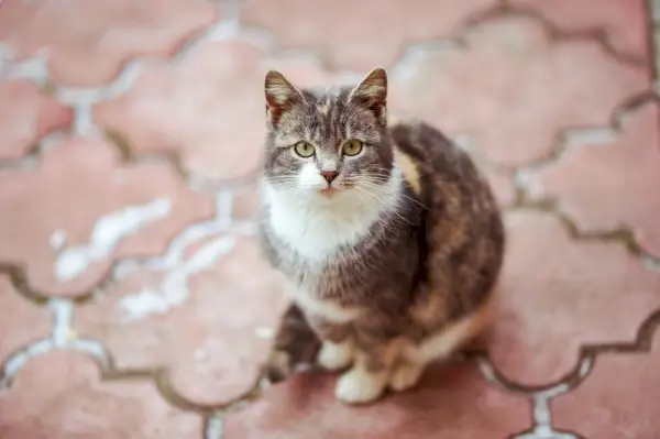 Lepa tribarvna mucka počiva na rdečem tlakovanem pločniku