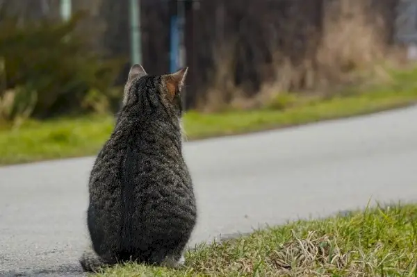 En gråstribet kat sidder tilbage