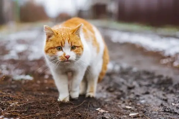 길바닥에 쓰러진 고양이