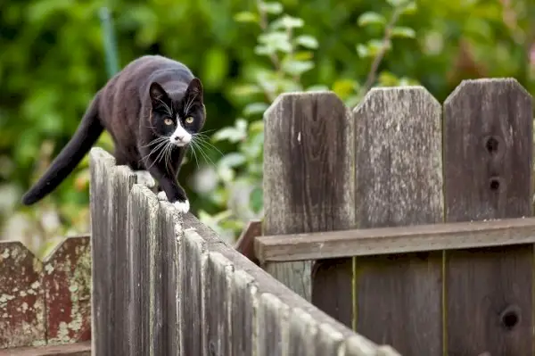 Le chat marche sur une clôture