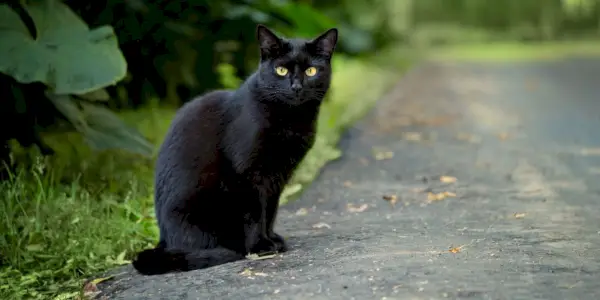 schöne schwarze Katze, die auf der Straße sitzt