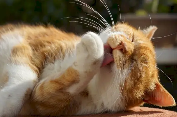 Oberoende katt uppslukad av självvård, vilket exemplifierar dess naturliga instinkter för renlighet och personlig omvårdnad.